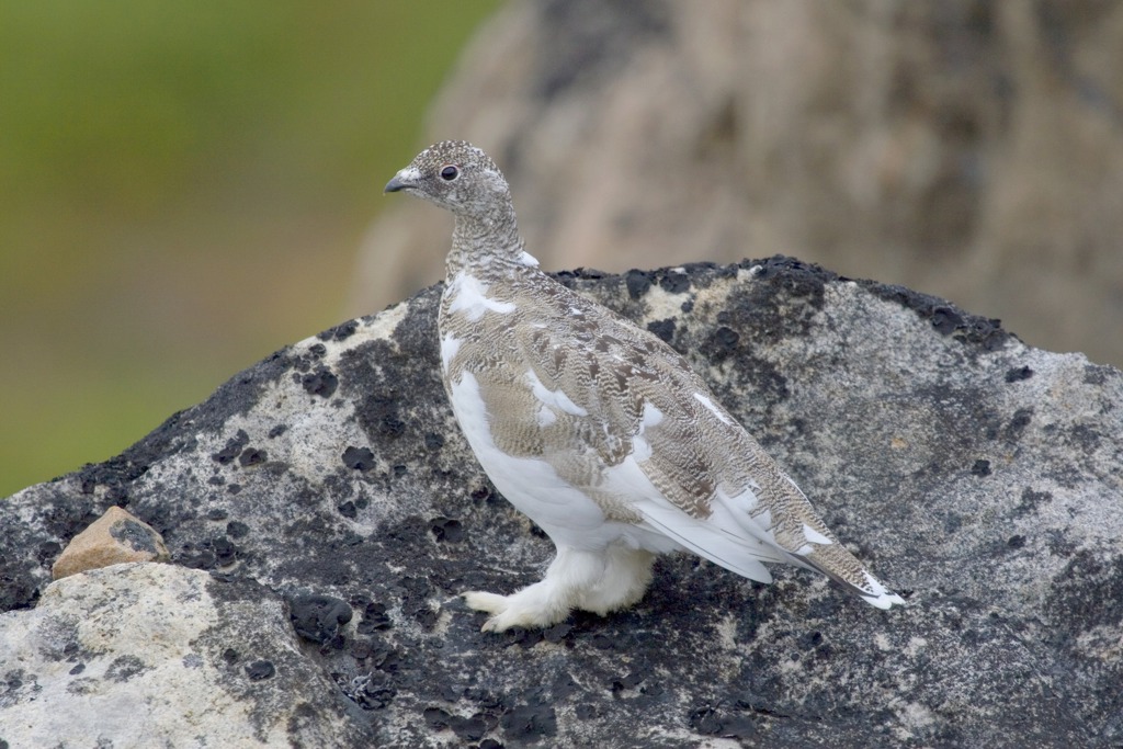 Arctic National Wildlife Refuge, an Alaska National Wildlife Refuge